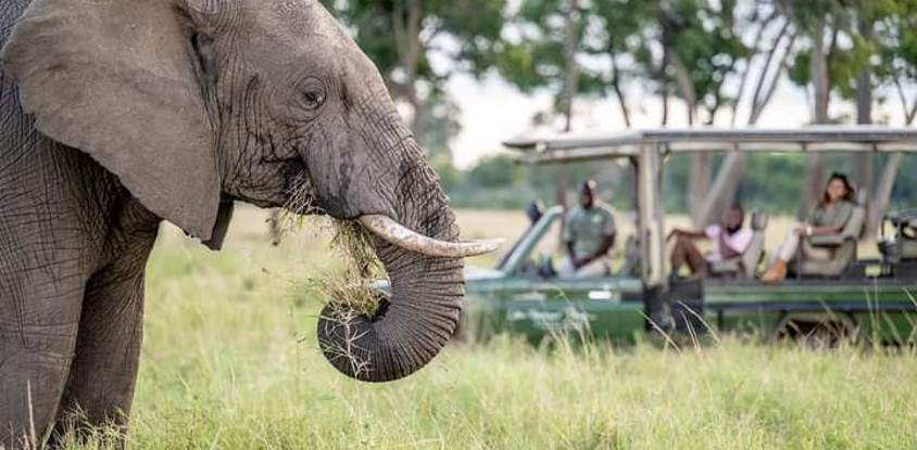 5-day safari in kenya: amboseli, lake nakuru & masai mara experience