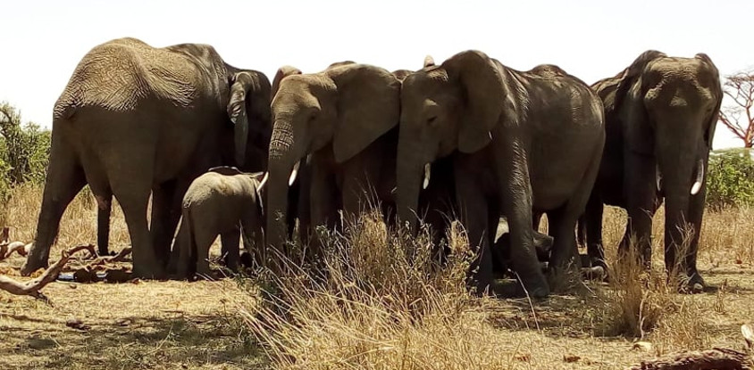 5 days northern tanzania big 5 luxury safari