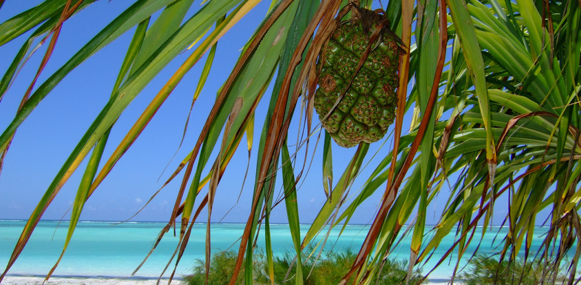 8- days zanzibar package