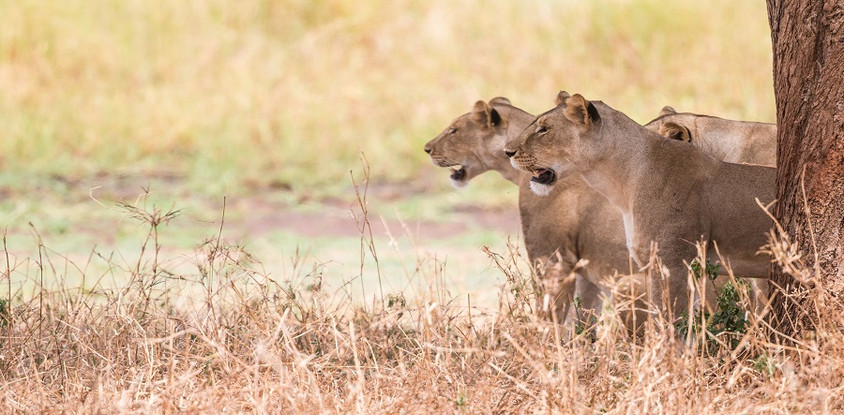 Serengeti tanzania safari package