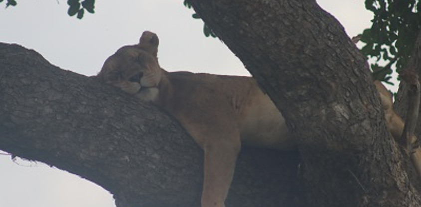 5 day vacation in murchison falls national park, and queen elizabeth national park 