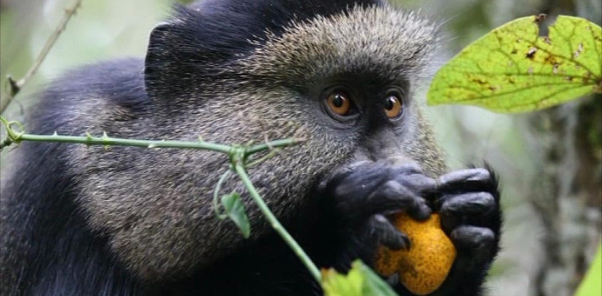 Rwanda gorillas & golden monkeys – 5 days