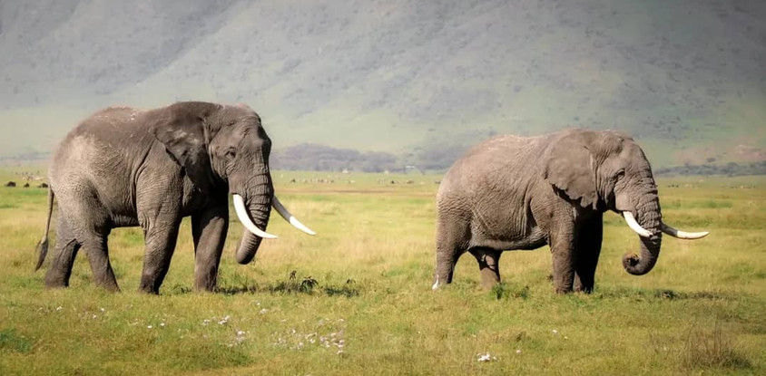 2- day fly-in safari from zanzibar