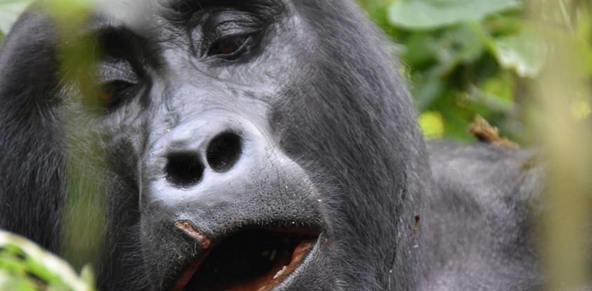 Uganda Wildlife and Primates tour
