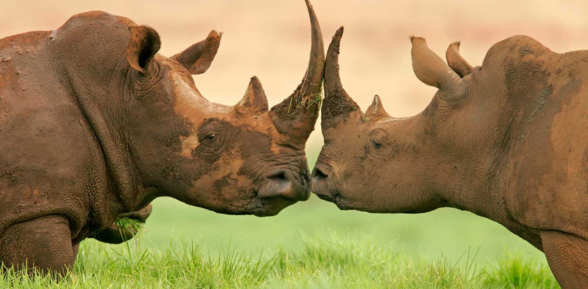 3 days tanzania safari