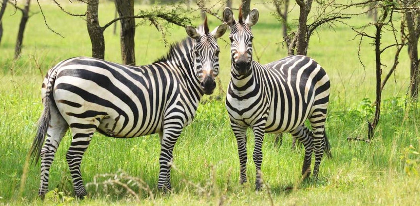 Classic rwanda safari- 10 days