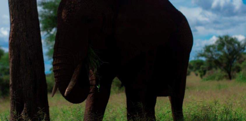 5 days tanzania camping safari 