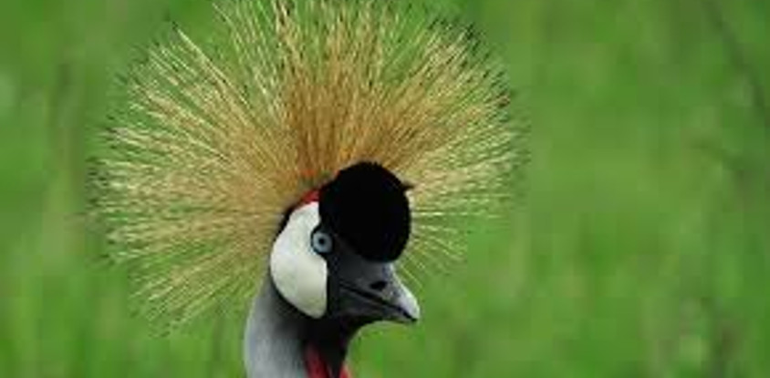 19 days bird watching safari in kenya
