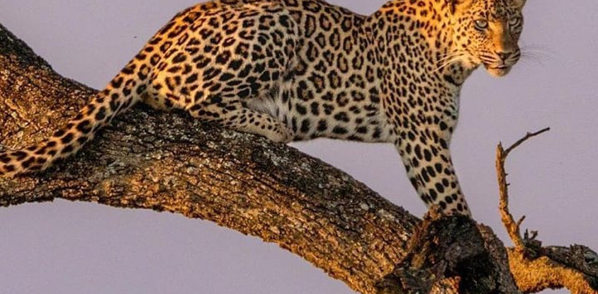 6 day tanzania camping safari