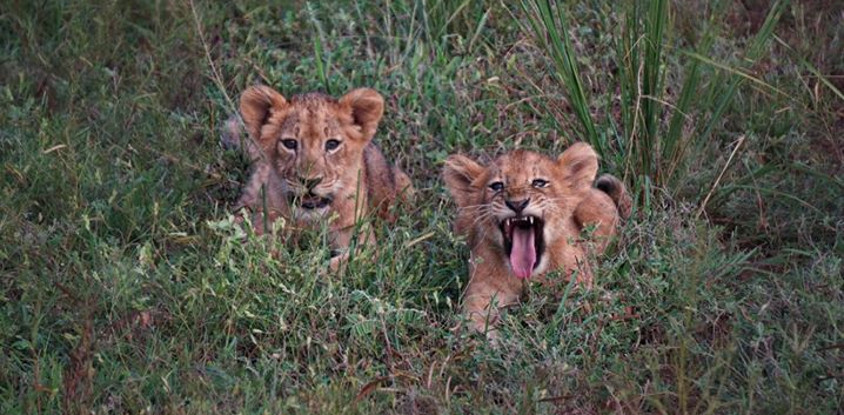 10-day best of uganda adventure safari