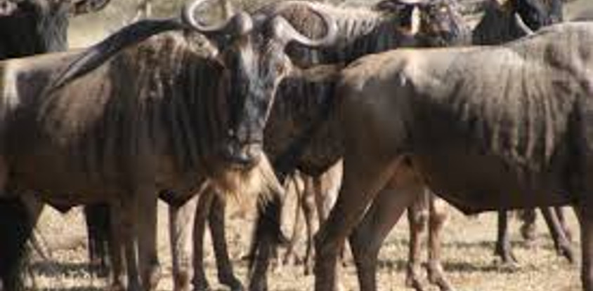  8 days tanzania serengeti wildebeest migration safari adventure