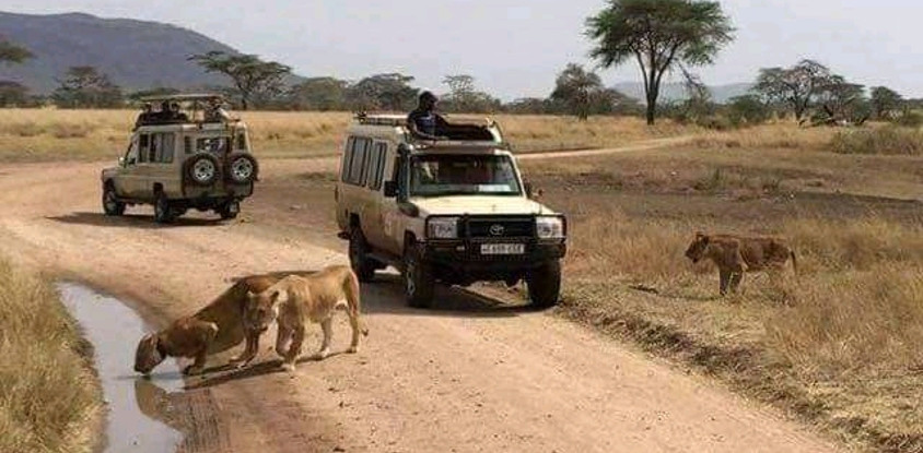 4 days tanzania safari tarangire national park, serengeti national park, ngorongoro crater