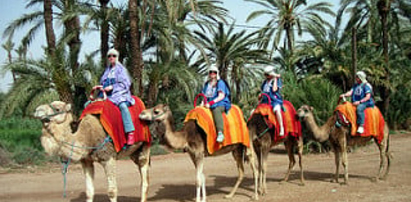 Dromadaires marrakech