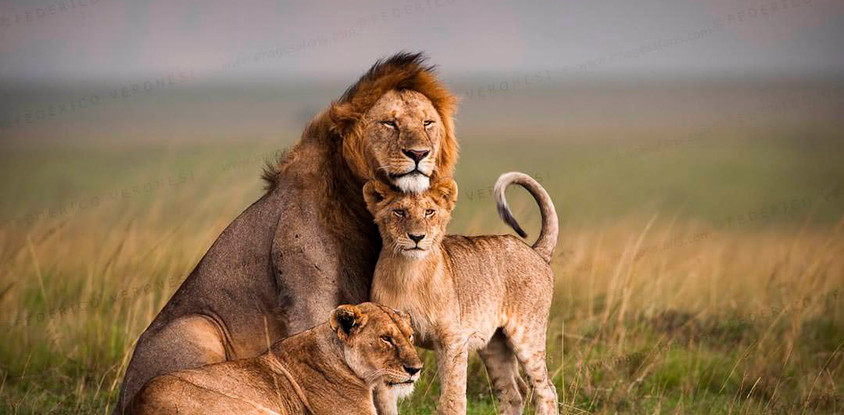 3 days masai mara budget safari