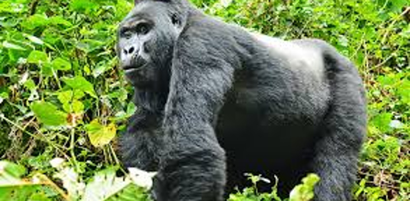 5 days rwenzori mohama trekking trail, rwenzori mountains