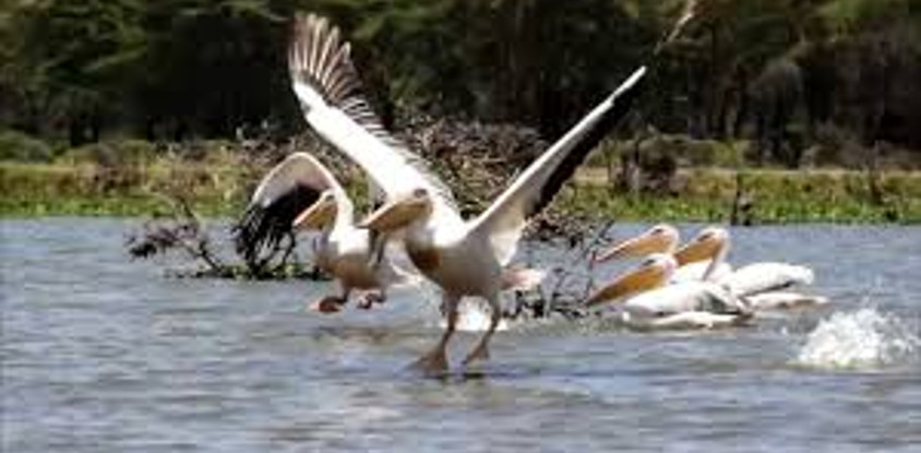 17 days kenya bird watching safari