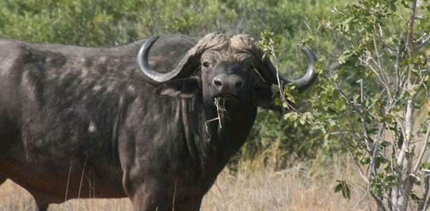 2 days tanzania safari to tarangire national park - lake manyara national park