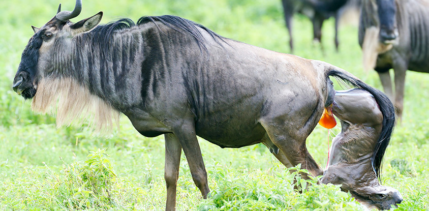 5 days ndutu migration safari – calving season 2026