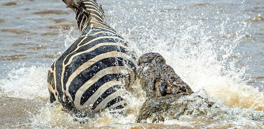 4 days - masai mara and lake nakuru