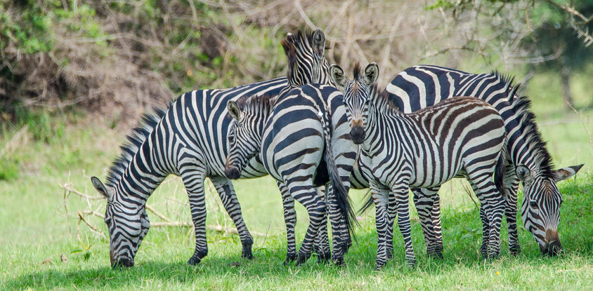 Lake mburo national park safari