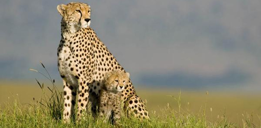  7 days andbeyond masai mara serengeti flying safari holiday package
