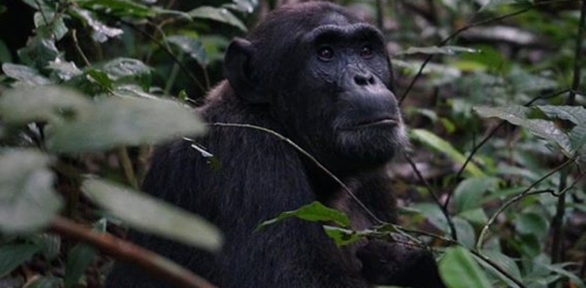 3-Day Gorilla Trekking Safari in Uganda - Budget Safari