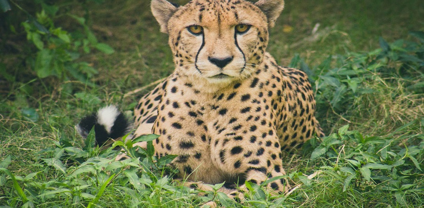 4 days serengeti migration safari may -early july
