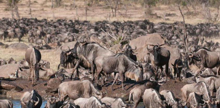 7 Day Great Migration Classic Tanzanian Safari