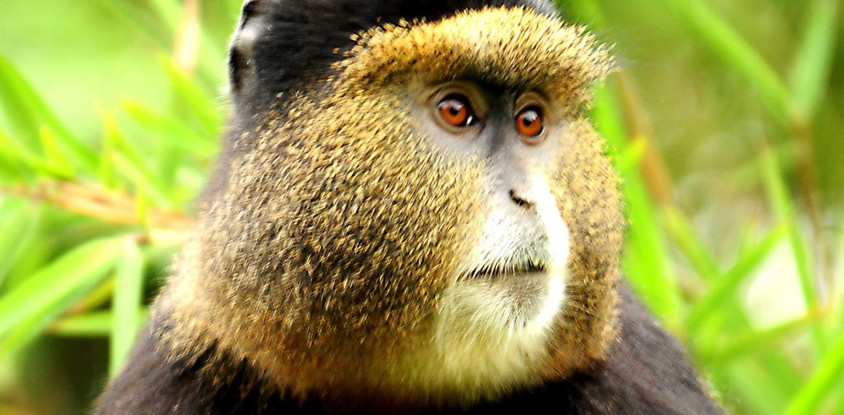 4 days mgahinga national park & lake mburo national park