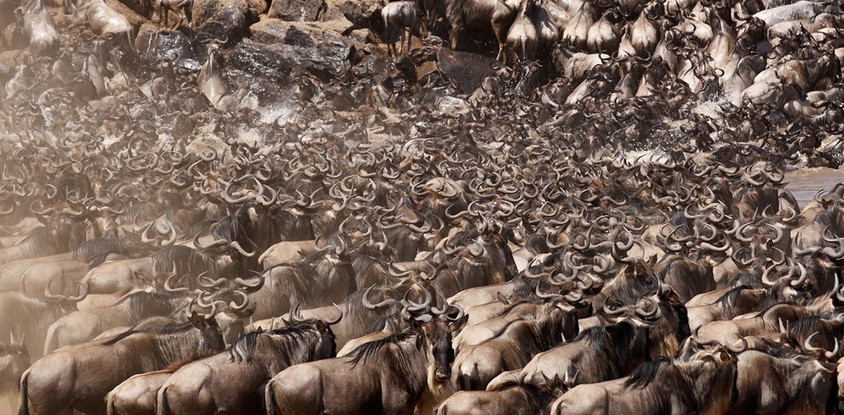 7 day northern serengeti wildebeest migration safari