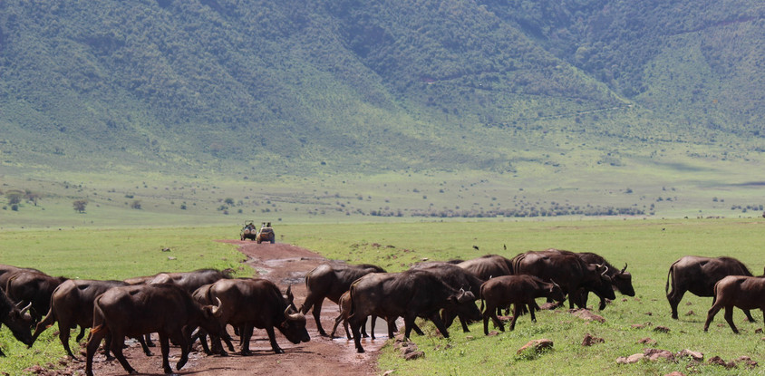3 Day Safari to Ngorongoro Crater 