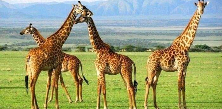 4 days tanzania safari serengeti national park & ngorongoro crater