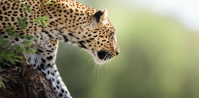 6 day tanzania wildlife safari and cultural tourism