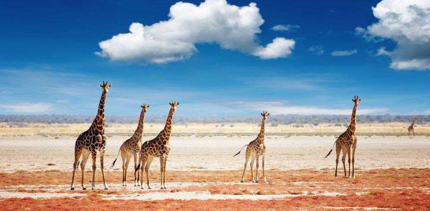 6 Days Namibia Express Safari