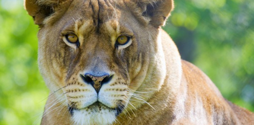 Best 3 days tanzania budget group joining safari - burigi chato safaris 
