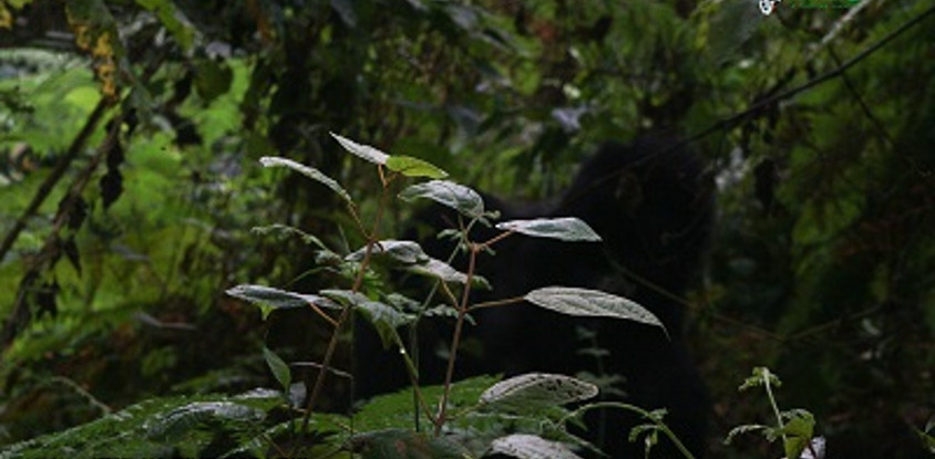 5 days gorilla and chimpanzee trekking wildlife safari in uganda