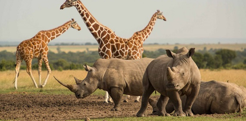 8 days luxury samburu / sweet waters / nakuru / naivasha / mara