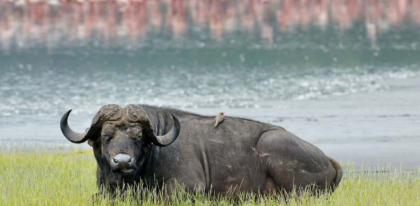 Days closer to your dreams! 4 days 3 nights samburu & olpejeta conservancy