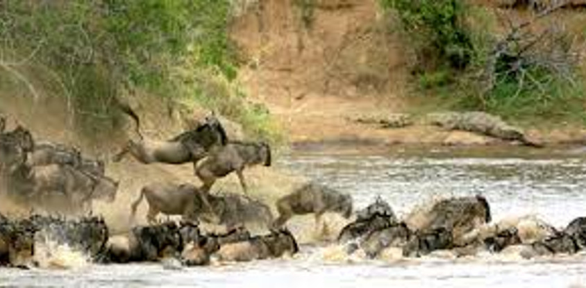 3days maasai mara budget safari