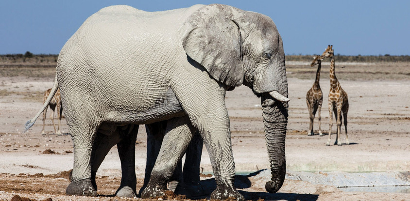 3-day etosha adventure safari namibian (camping)