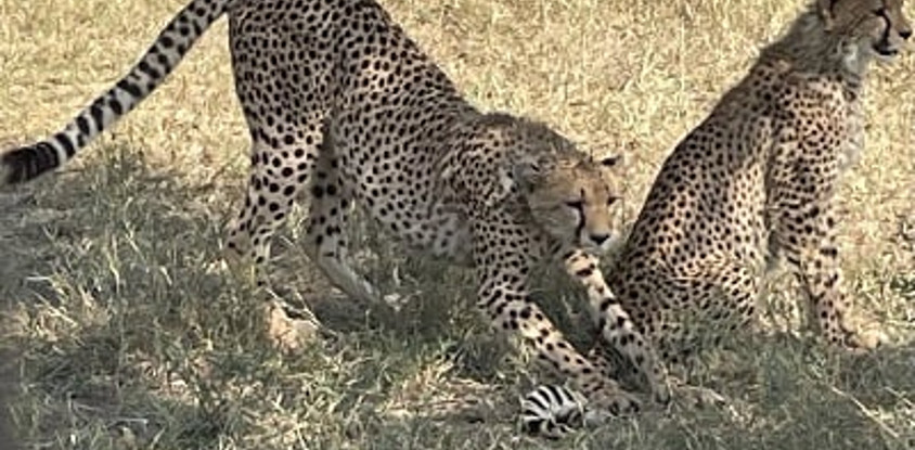 2-day lifetime thrilling maasai mara tour