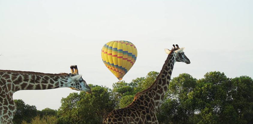 6-day masai mara - lake nakuru - amboseli