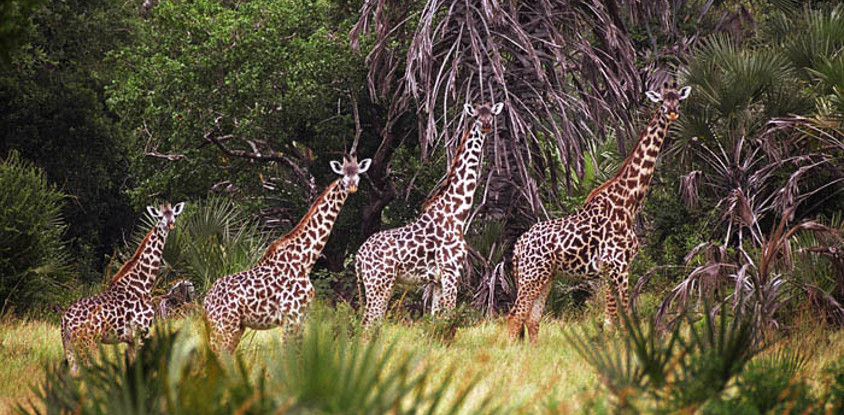 6 day camping and lodging the big five unique safari in northern tanzania