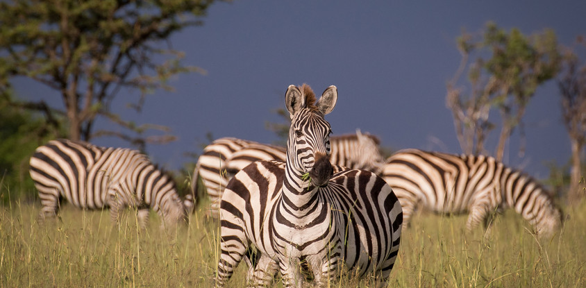 Tarangire, ngorongoro & lake manyara | 3 day