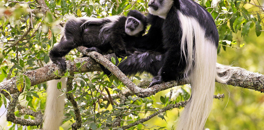 Arusha national park day trip safari