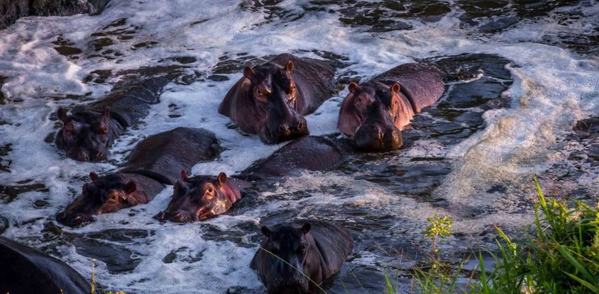 3 days masai mara budget camping tour