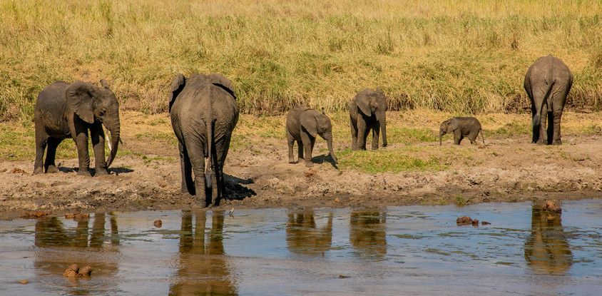 Safari tanzanie 2 jours