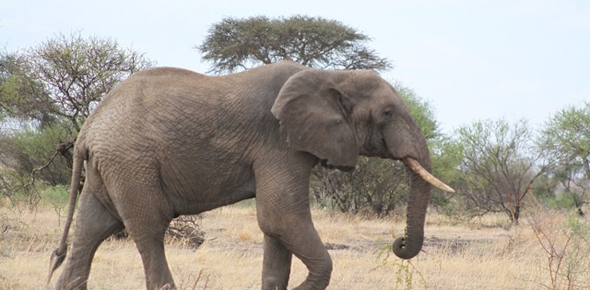 6 days tanzania shares safari tour 
