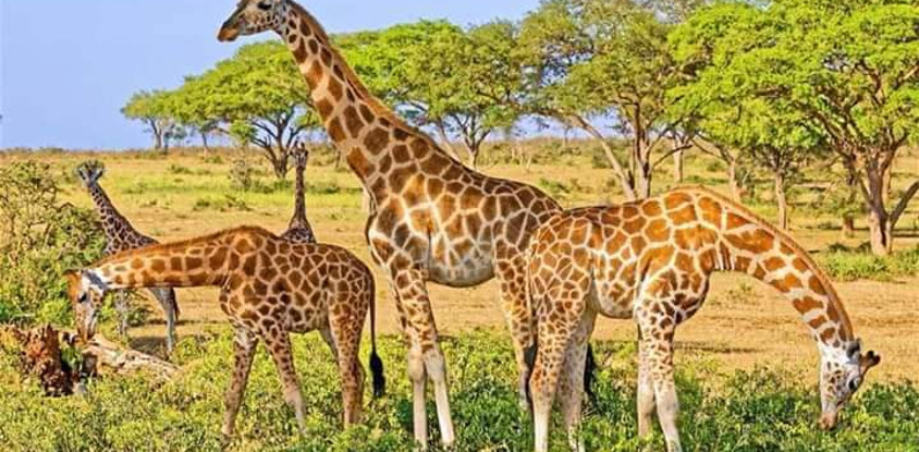 Ten wonderful days in the pearl of africa tour