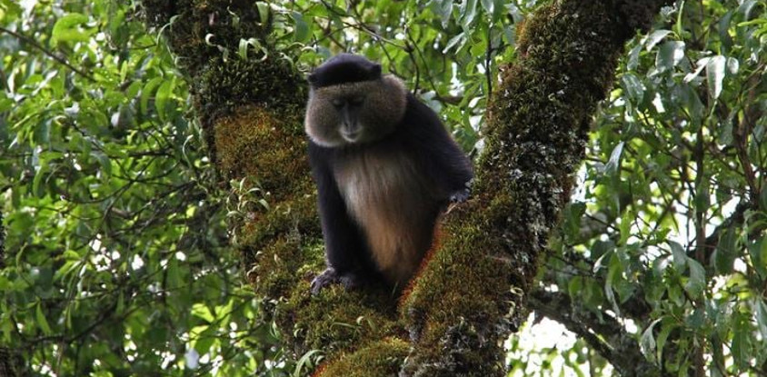 3 days golden monkeys, batwa cultural experience & lake bunyonyi